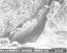 D5  b.jpg