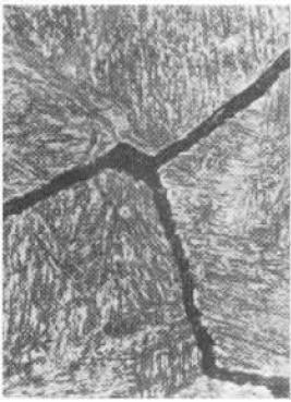 圖1(400×).jpg